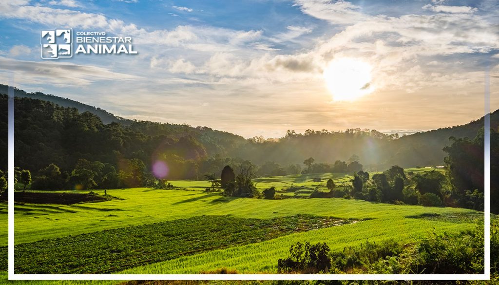 Transitar del Campo y las Distancias Actuales