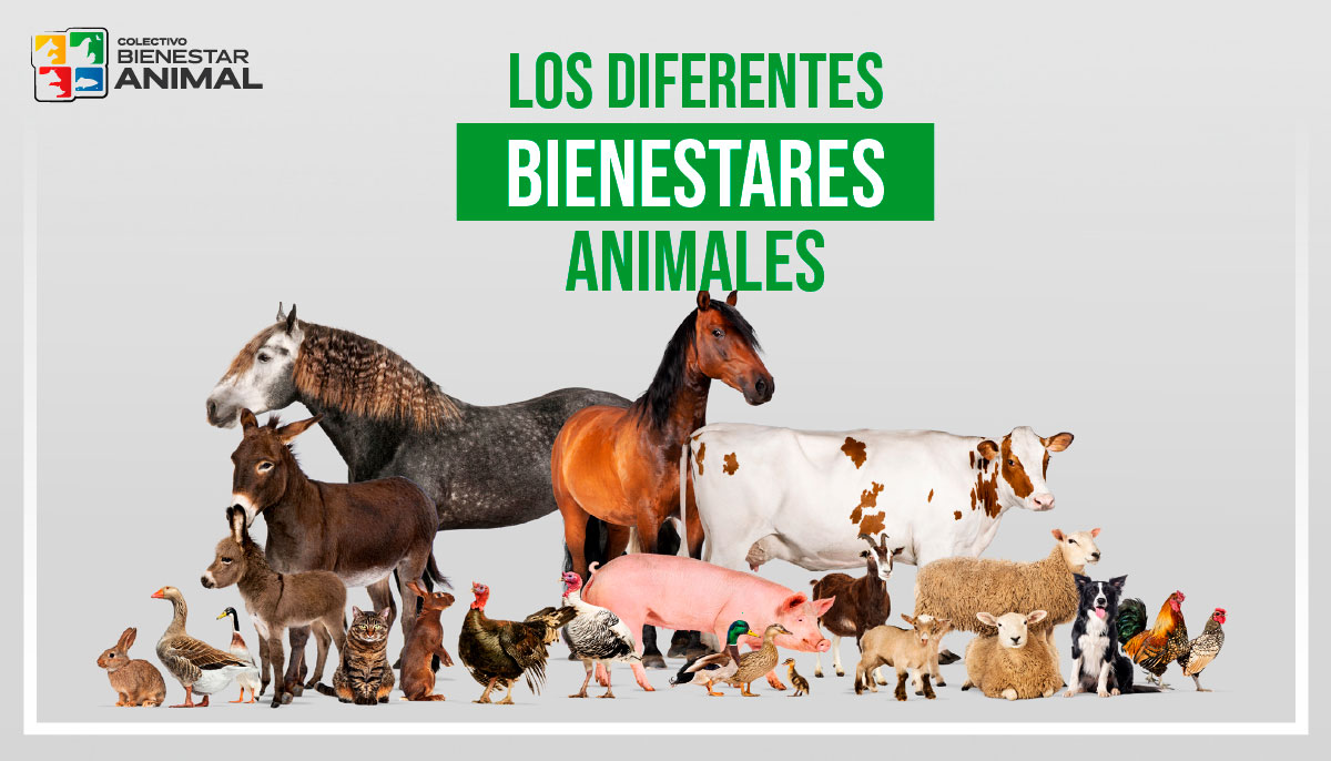 Los diferentes bienestares animales